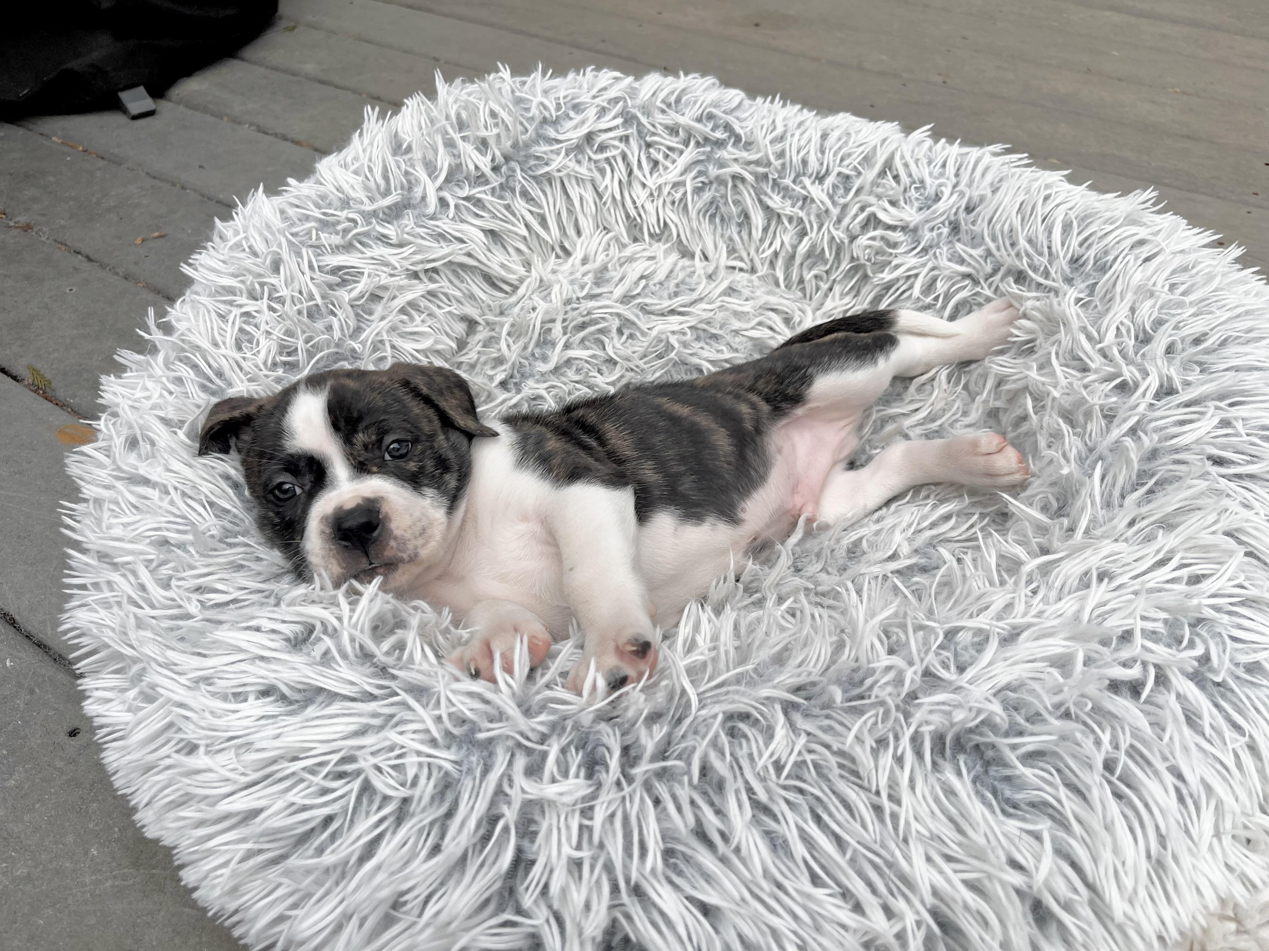 Enlarge Linus , a Adoptable mixed breed in Annapolis, MD image 3/6