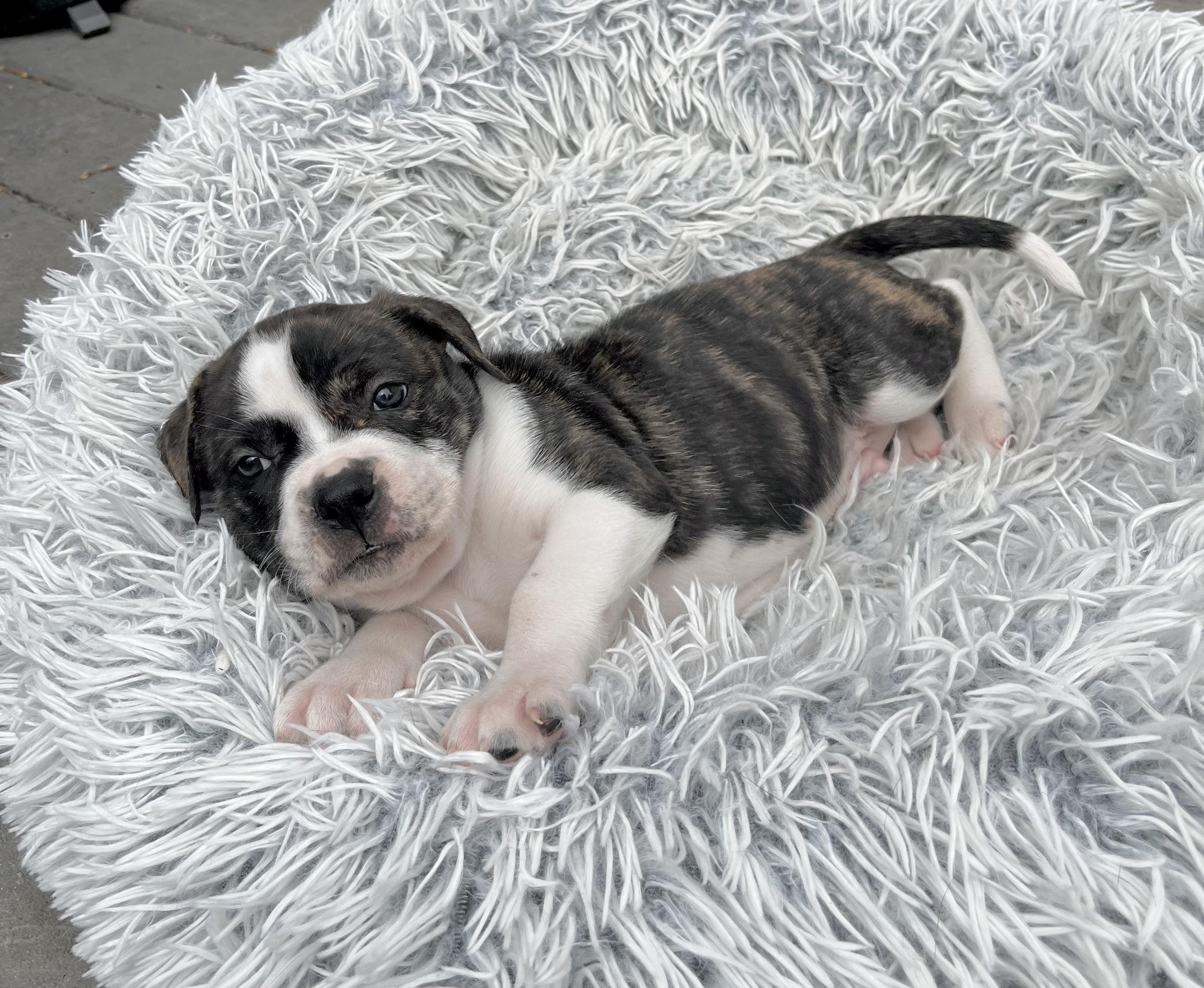 Linus , Adoptable, Puppy Male American Staffordshire Terrier & Boxer.