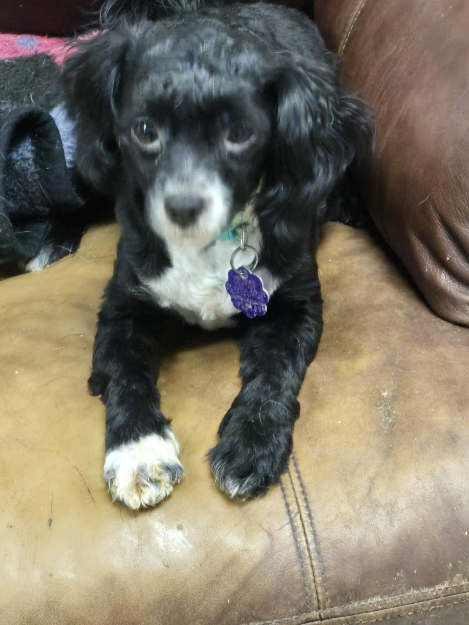 Mikey, ADOPTABLE, Young Male Shih poo.