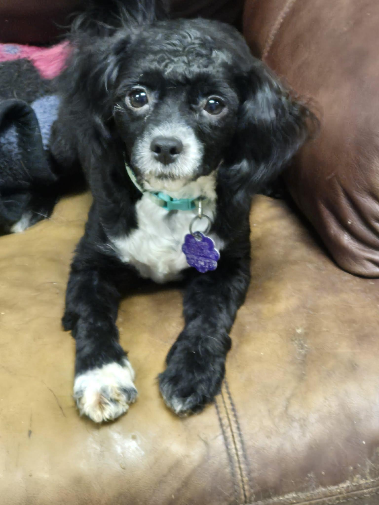 Enlarge Mikey, a ADOPTABLE Shih poo in Chatham, ON image 2/3