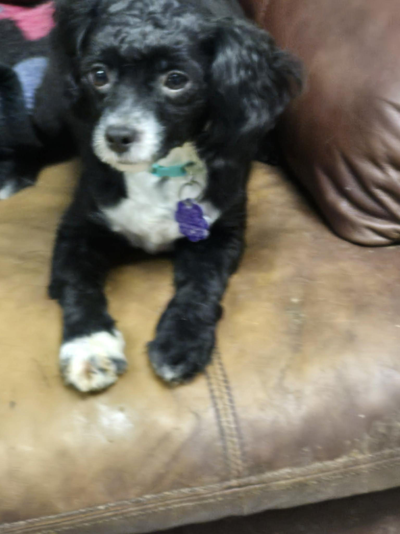 Enlarge Mikey, a ADOPTABLE Shih poo in Chatham, ON image 3/3