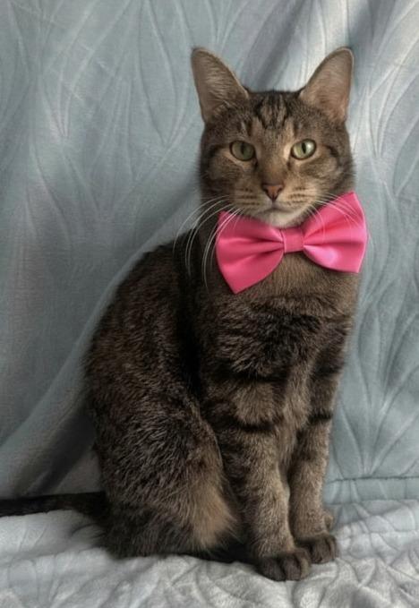 Enlarge Betty, a Adoptable mixed breed in Miami, OK image 2/4