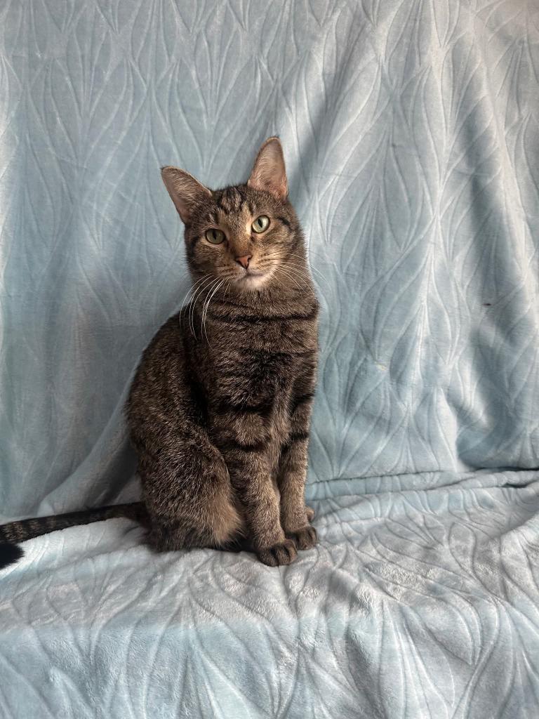 Betty, Adoptable, Young Female Domestic Short Hair.