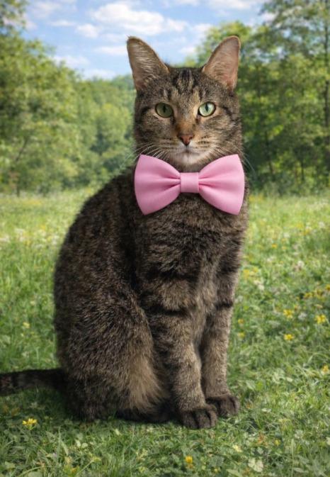 Betty, Adoptable, Young Female Domestic Short Hair.