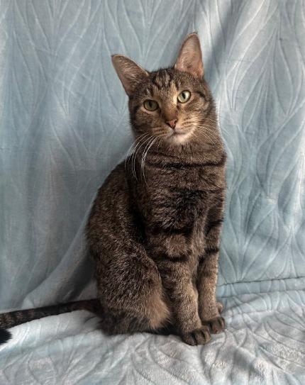 Enlarge Betty, a Adoptable mixed breed in Miami, OK image 3/4