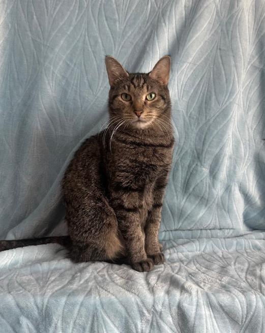 Enlarge Betty, a Adoptable mixed breed in Miami, OK image 4/4