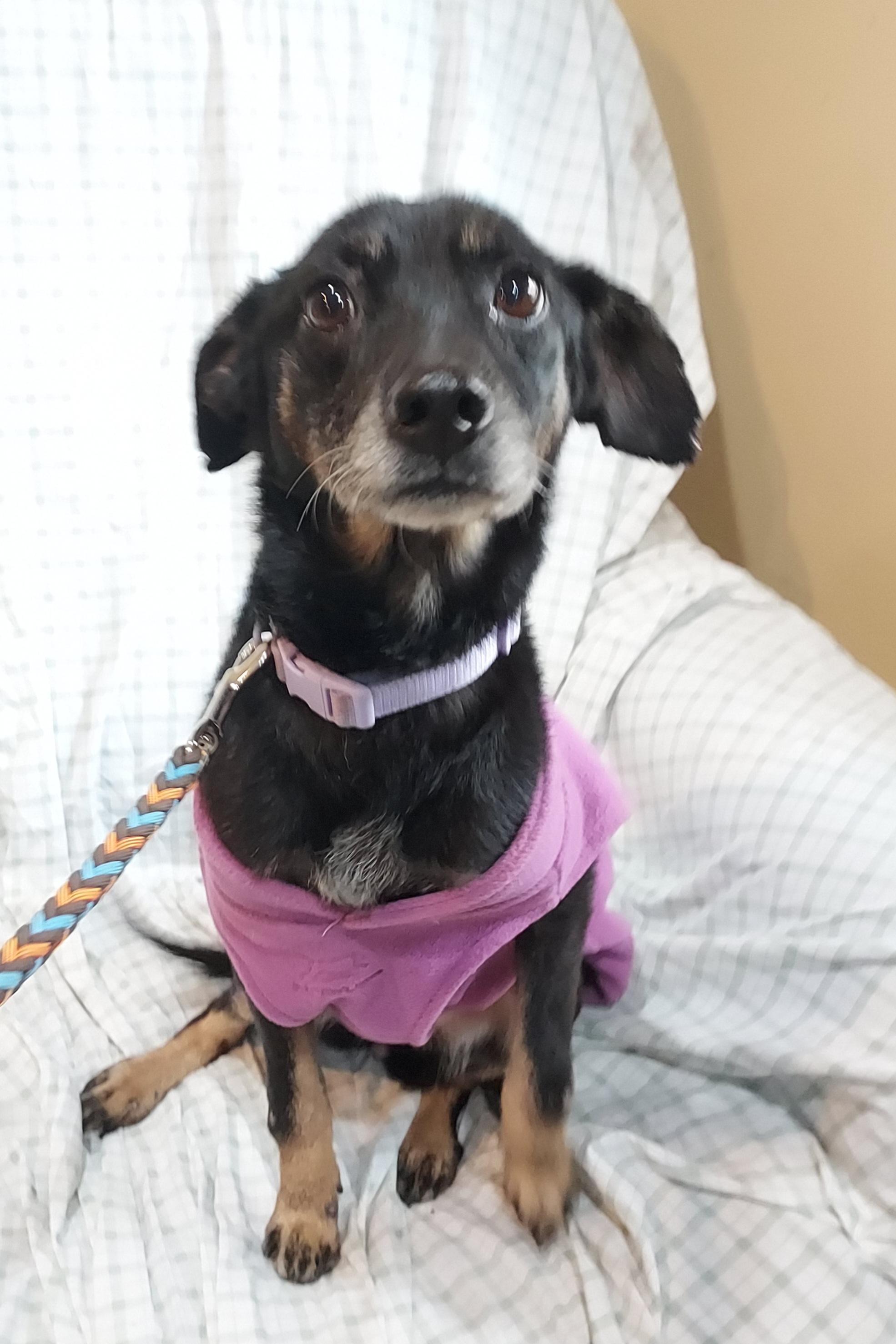 Enlarge Lacy, an adopted Terrier in Ashland, OH image 1/1