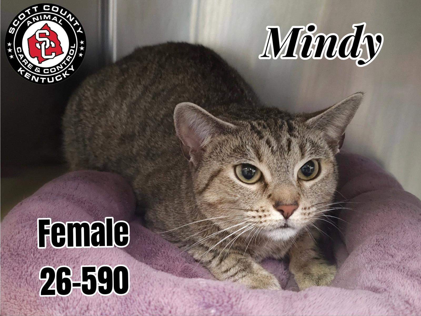 Mindy, Adoptable, Adult Female Domestic Short Hair.