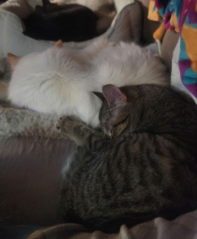 Scarlett, Adoptable, Young Female Domestic Short Hair & Tabby.