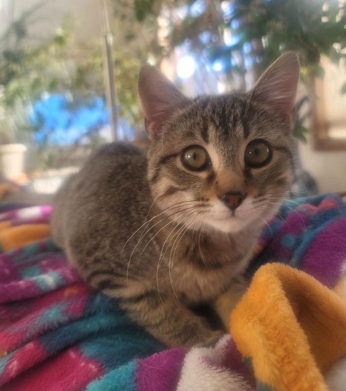 Enlarge Scarlett, a Adoptable mixed breed in Littleton, CO image 2/2