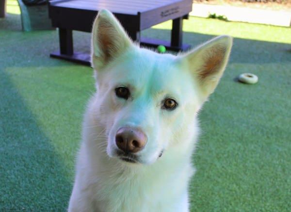 Enlarge Meeka, a Adoptable mixed breed in Canton, GA image 1/4