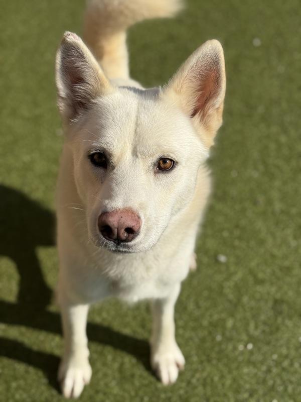 Enlarge Meeka, a Adoptable mixed breed in Canton, GA image 2/4