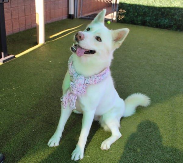 Enlarge Meeka, a Adoptable mixed breed in Canton, GA image 3/4