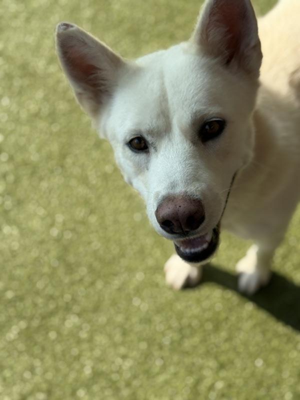 Enlarge Meeka, a Adoptable mixed breed in Canton, GA image 4/4