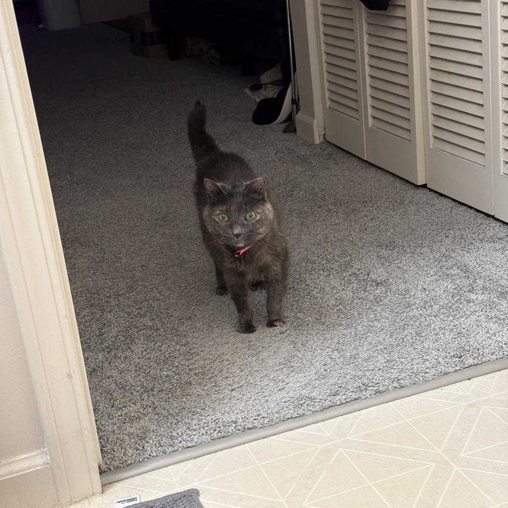 Baby, Adoptable, Senior Female Domestic Short Hair.