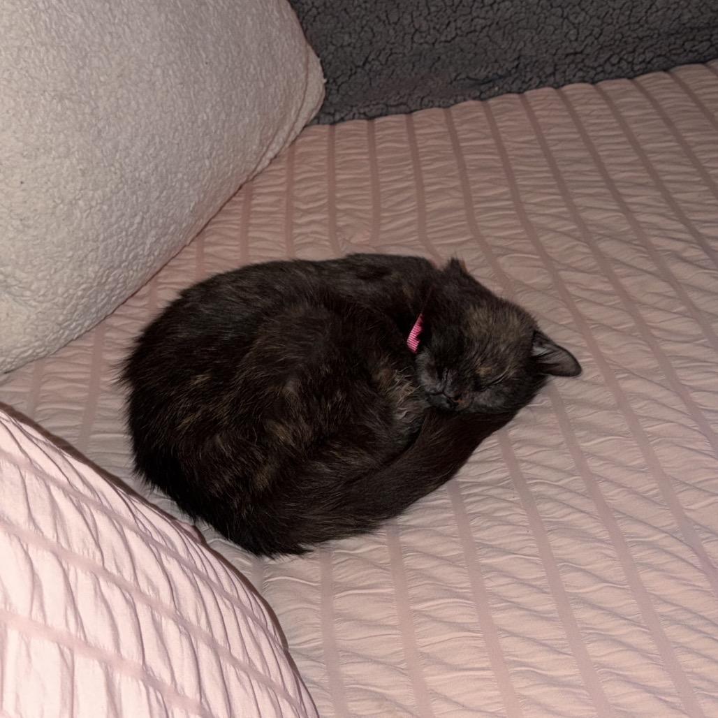 Baby, Adoptable, Senior Female Domestic Short Hair.