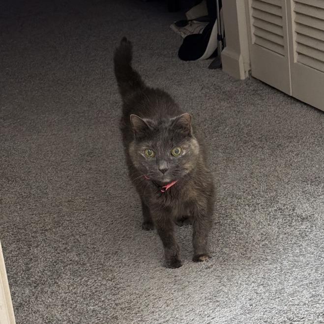 Baby, a Adoptable Domestic Short Hair in Springfield, IL image 3/3