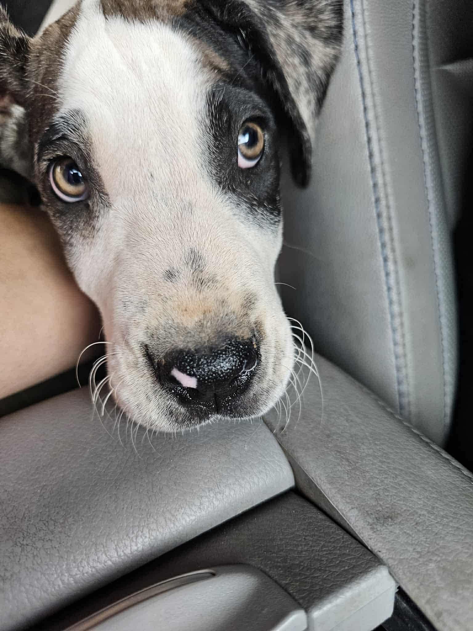 Enlarge Elote, a Adopted Great Dane in Mesa, AZ image 2/4