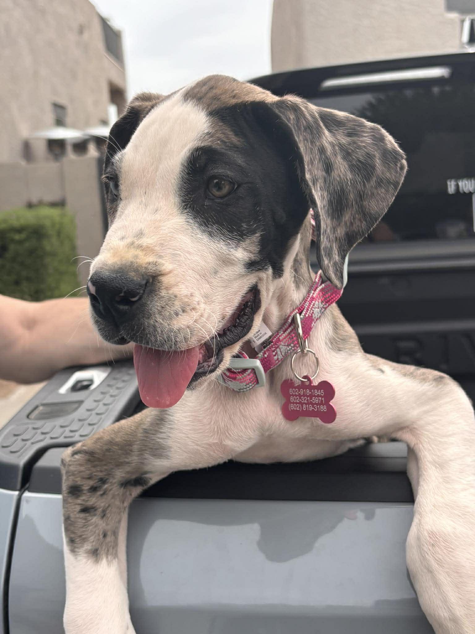 Enlarge Elote, a Adopted Great Dane in Mesa, AZ image 3/4