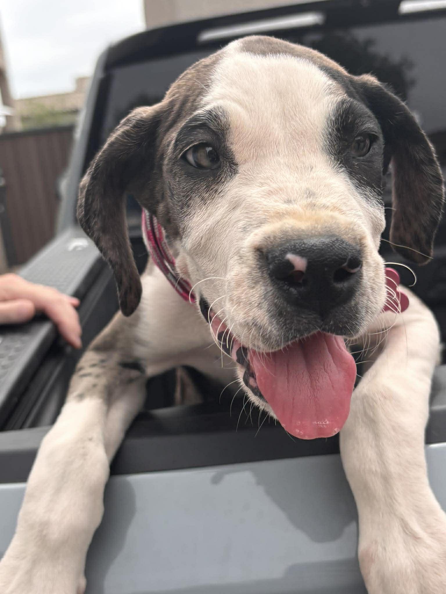 Enlarge Elote, a Adopted Great Dane in Mesa, AZ image 4/4