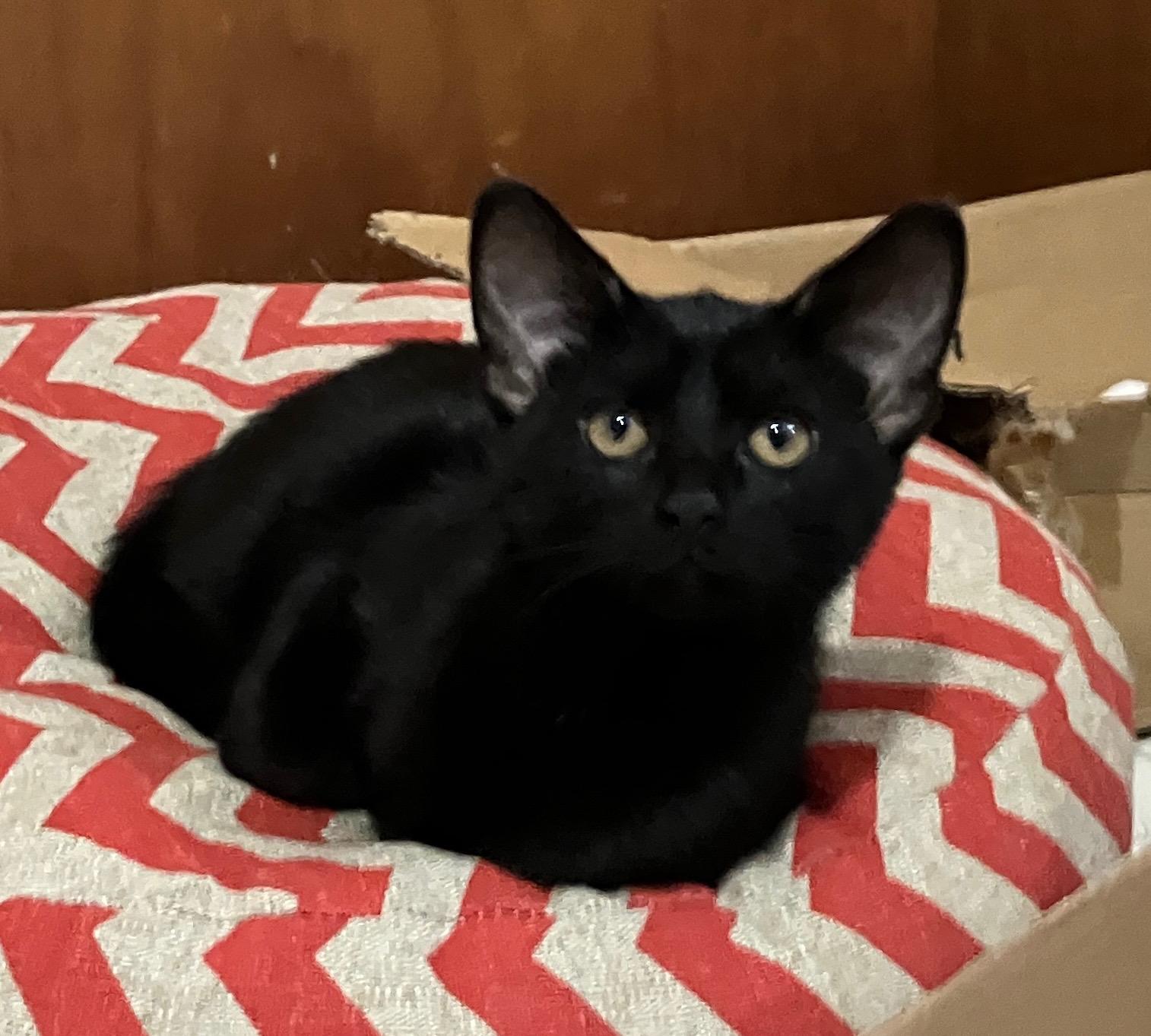 Enlarge Donatella, a ADOPTABLE Domestic Short Hair in Highland, IN image 3/4