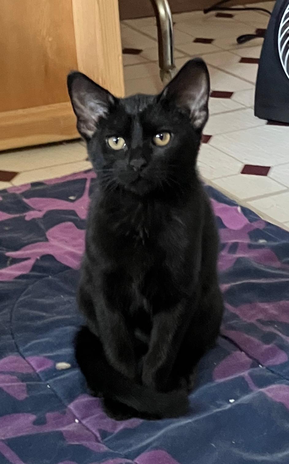 Donatella, ADOPTABLE, Kitten Female Domestic Short Hair.