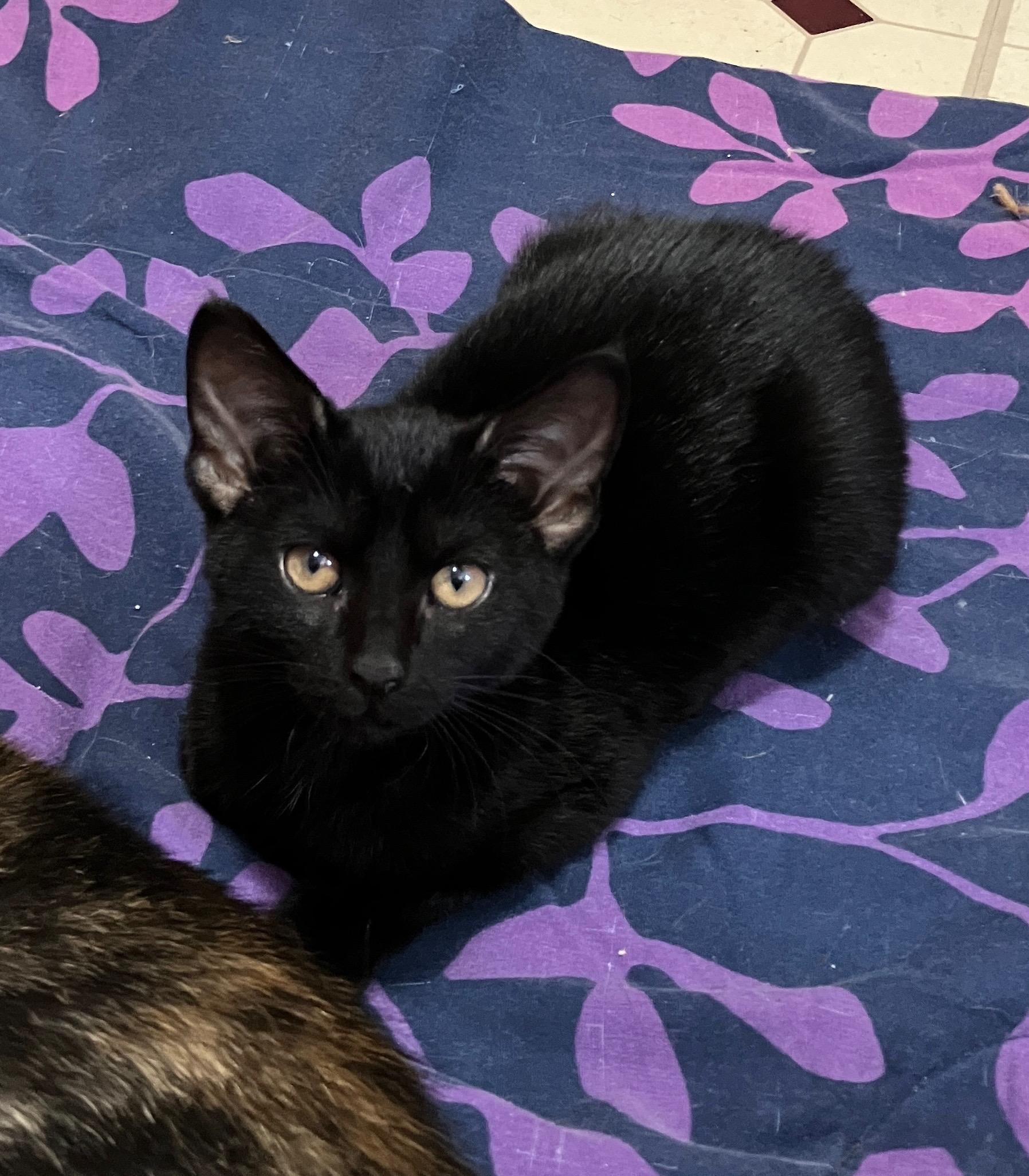 Enlarge Donatella, a ADOPTABLE Domestic Short Hair in Highland, IN image 2/4