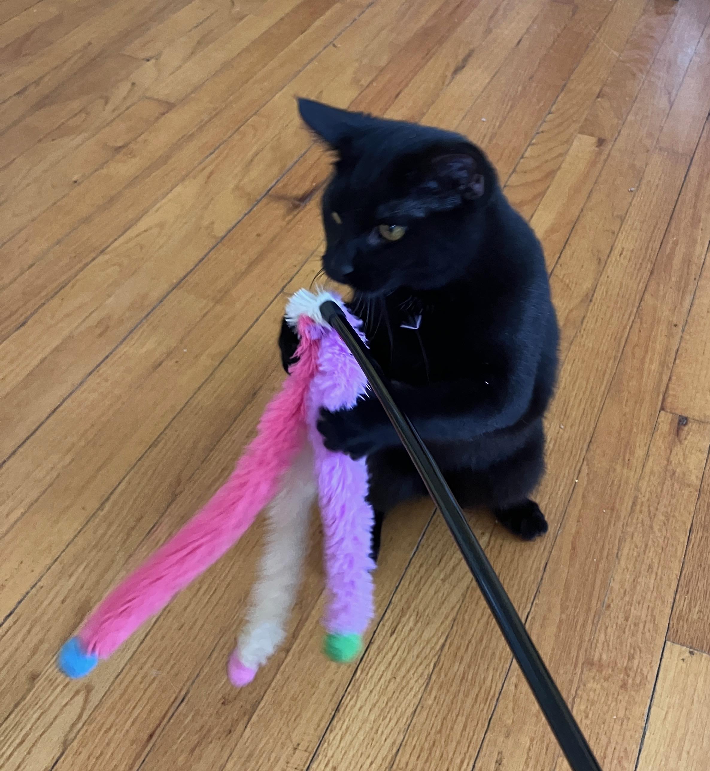 Enlarge Donatella, a ADOPTABLE Domestic Short Hair in Highland, IN image 3/5