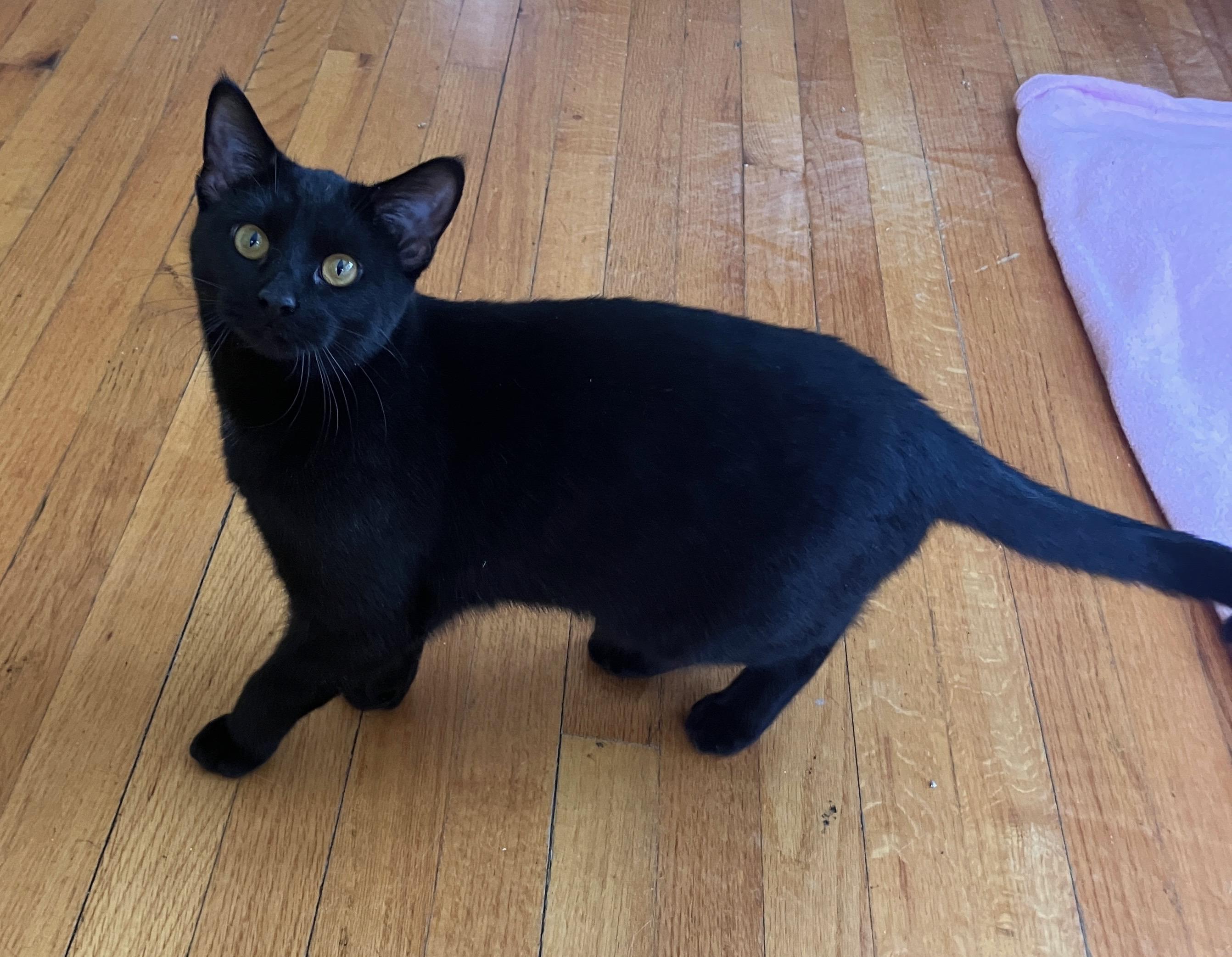 Enlarge Donatella, a ADOPTABLE Domestic Short Hair in Highland, IN image 5/5