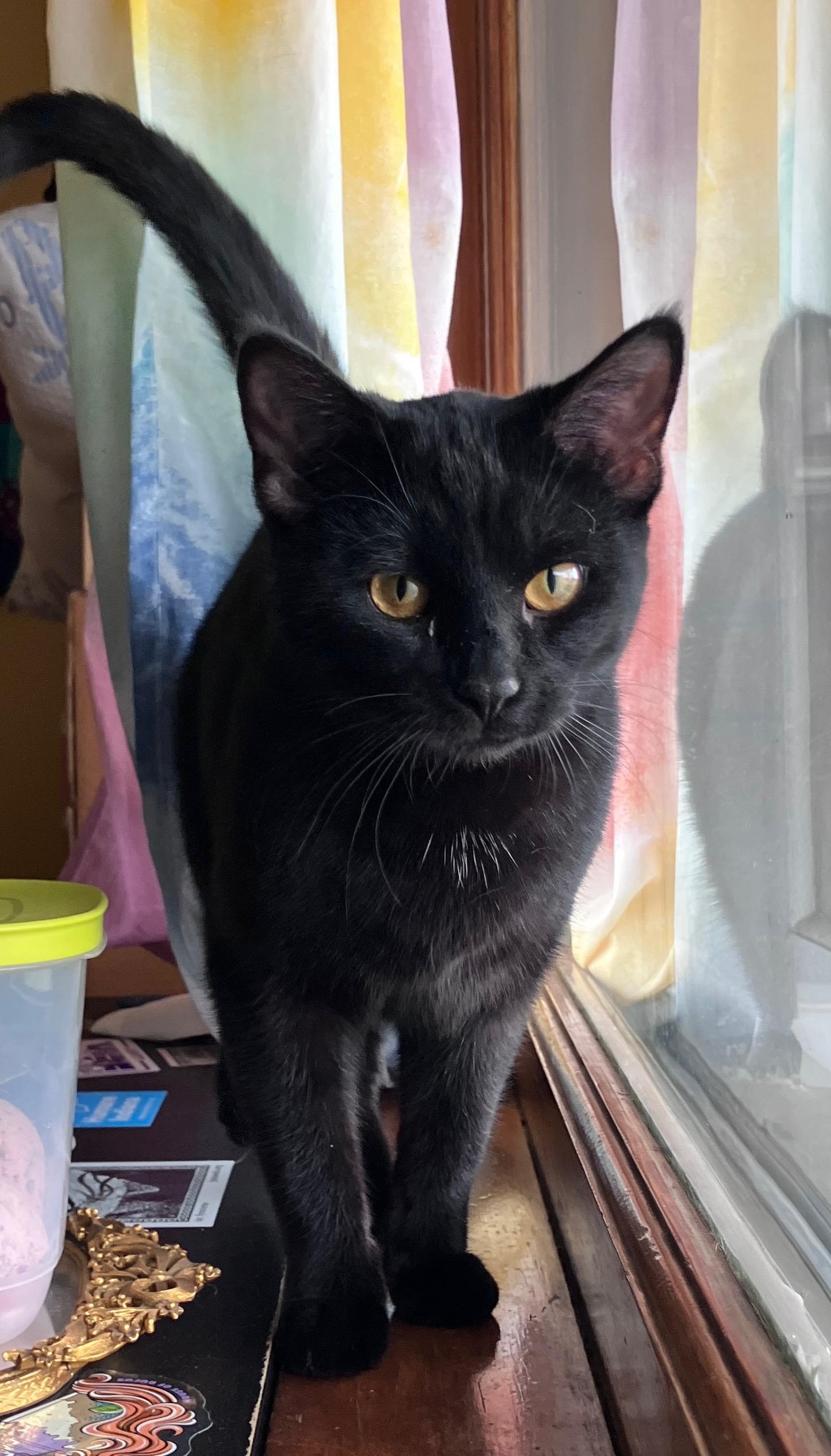 Enlarge Donatella, a ADOPTABLE Domestic Short Hair in Highland, IN image 2/5