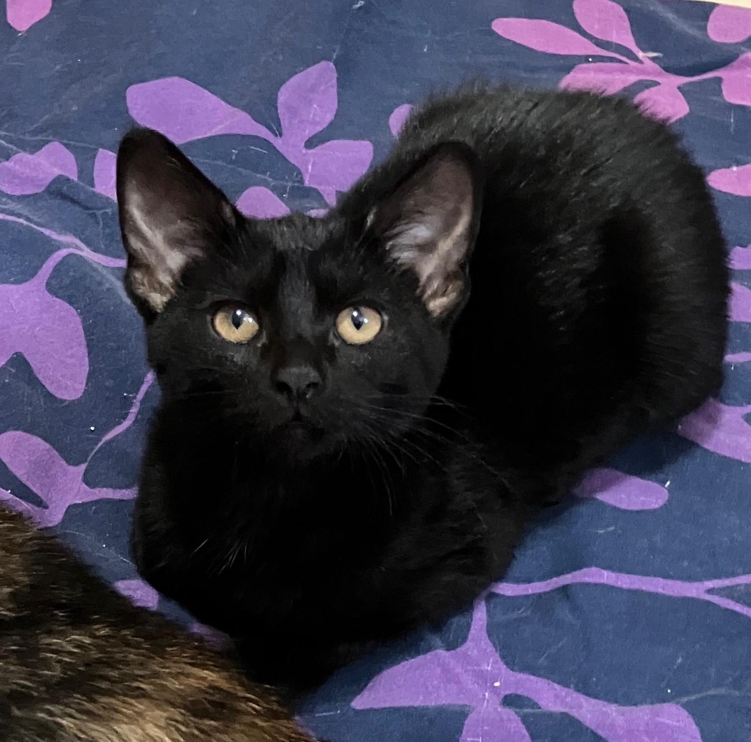 Enlarge Donatella, a ADOPTABLE Domestic Short Hair in Highland, IN image 4/4