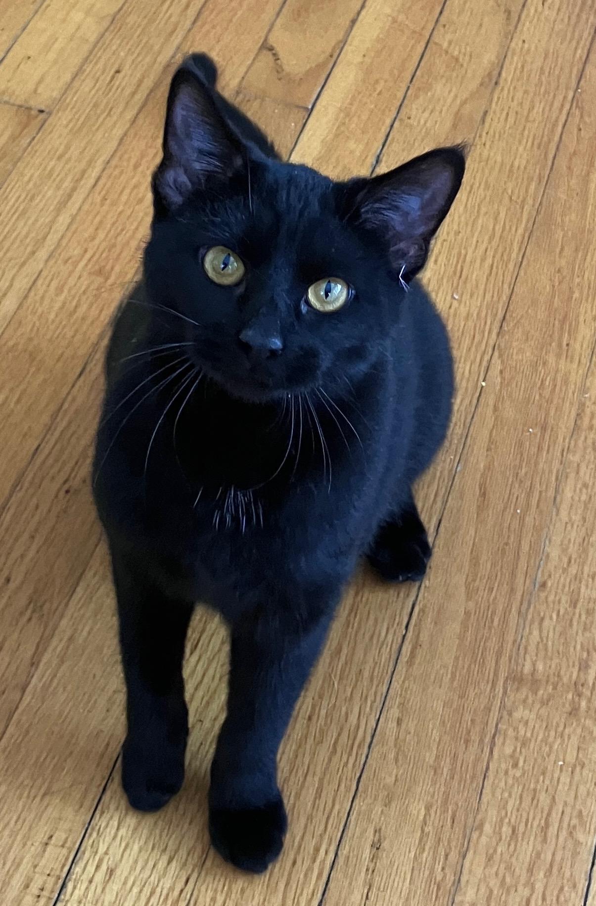 Enlarge Donatella, a ADOPTABLE Domestic Short Hair in Highland, IN image 4/5