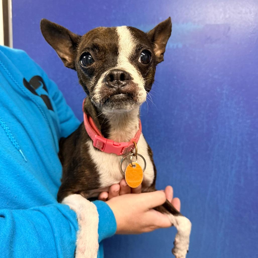 CT Sadie, Adoptable, Senior Female Boston Terrier & Chihuahua.