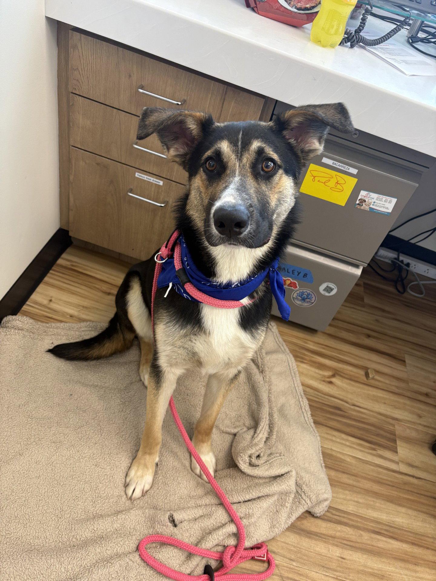 Dill Pickles, Adoptable, Young Male German Shepherd Dog.