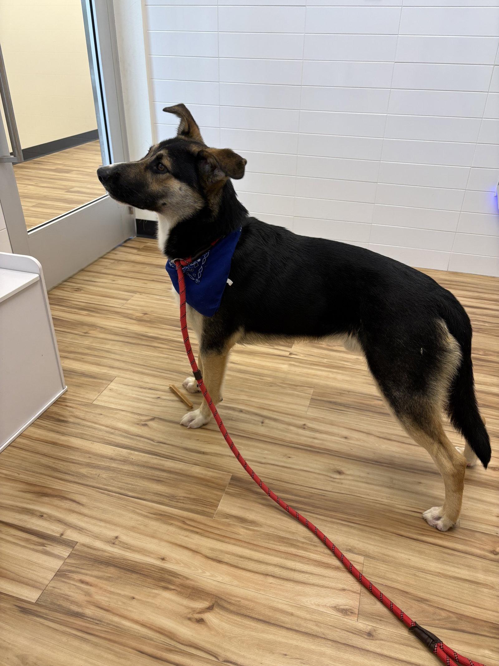 Enlarge Dill Pickles, a Adoptable German Shepherd Dog in Richardson, TX image 2/3