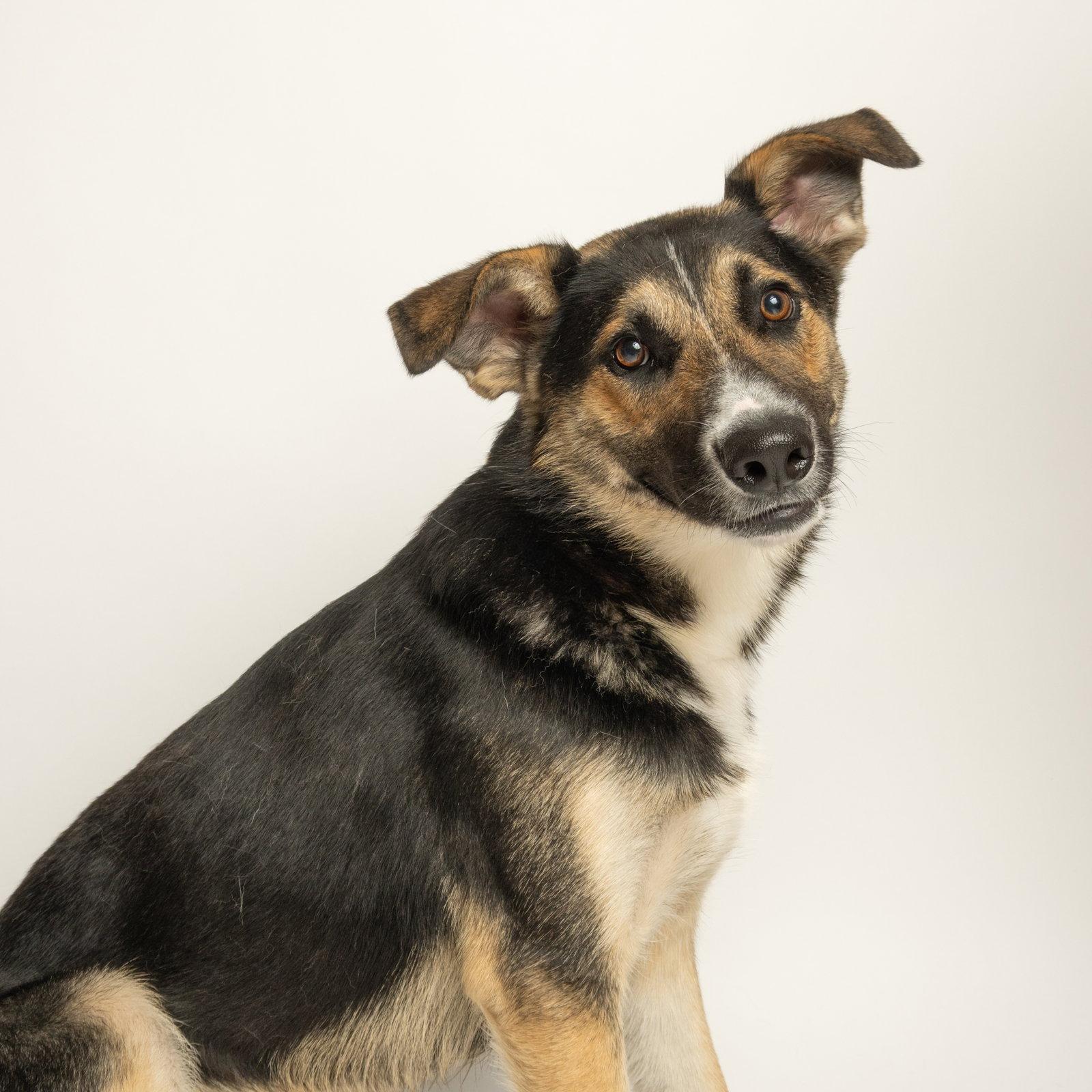 Enlarge Dill Pickles, a Adoptable German Shepherd Dog in Richardson, TX image 3/3