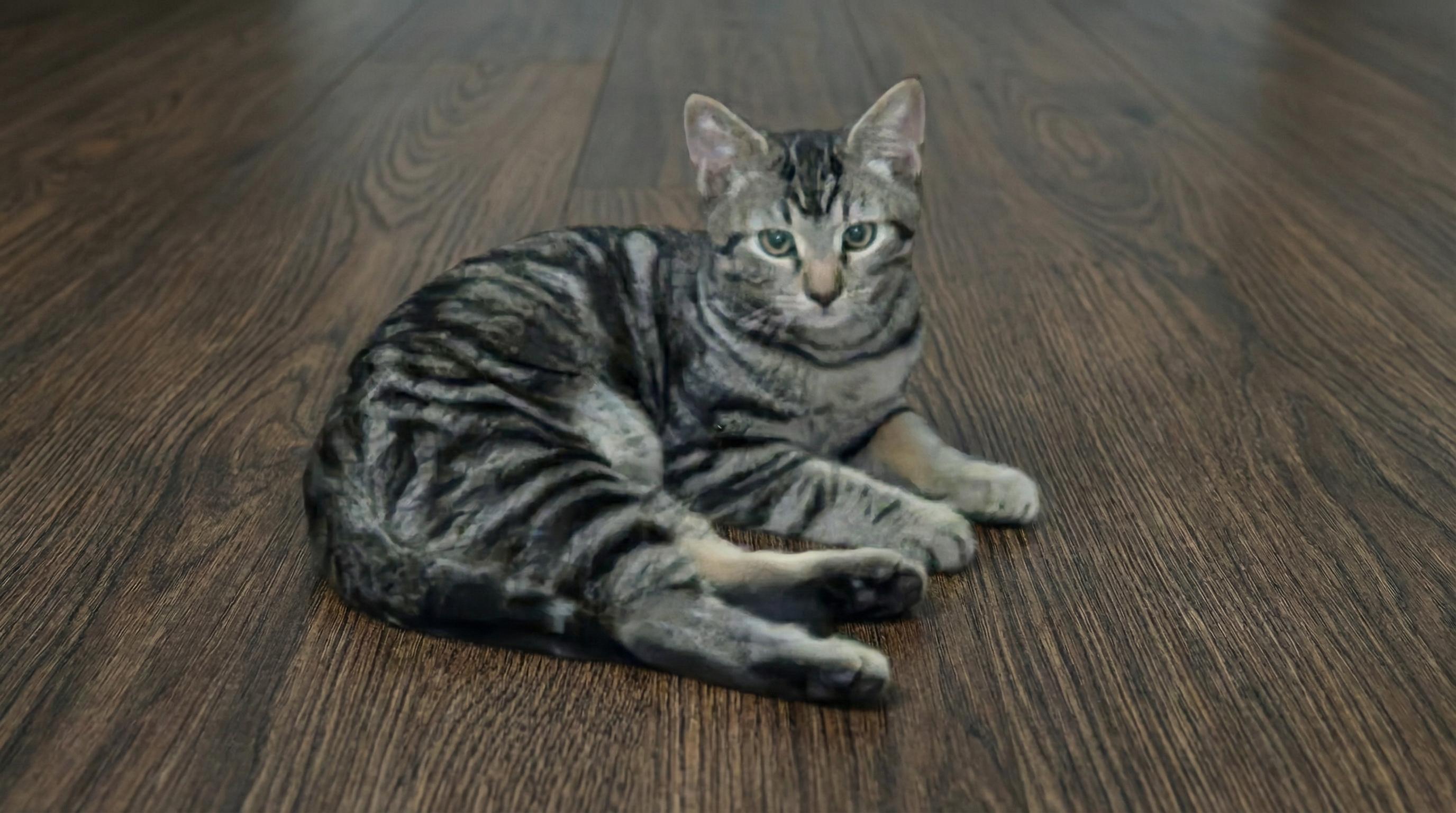 Enlarge Shadow & Ash, a Adoptable mixed breed in Plantsville, CT image 3/6