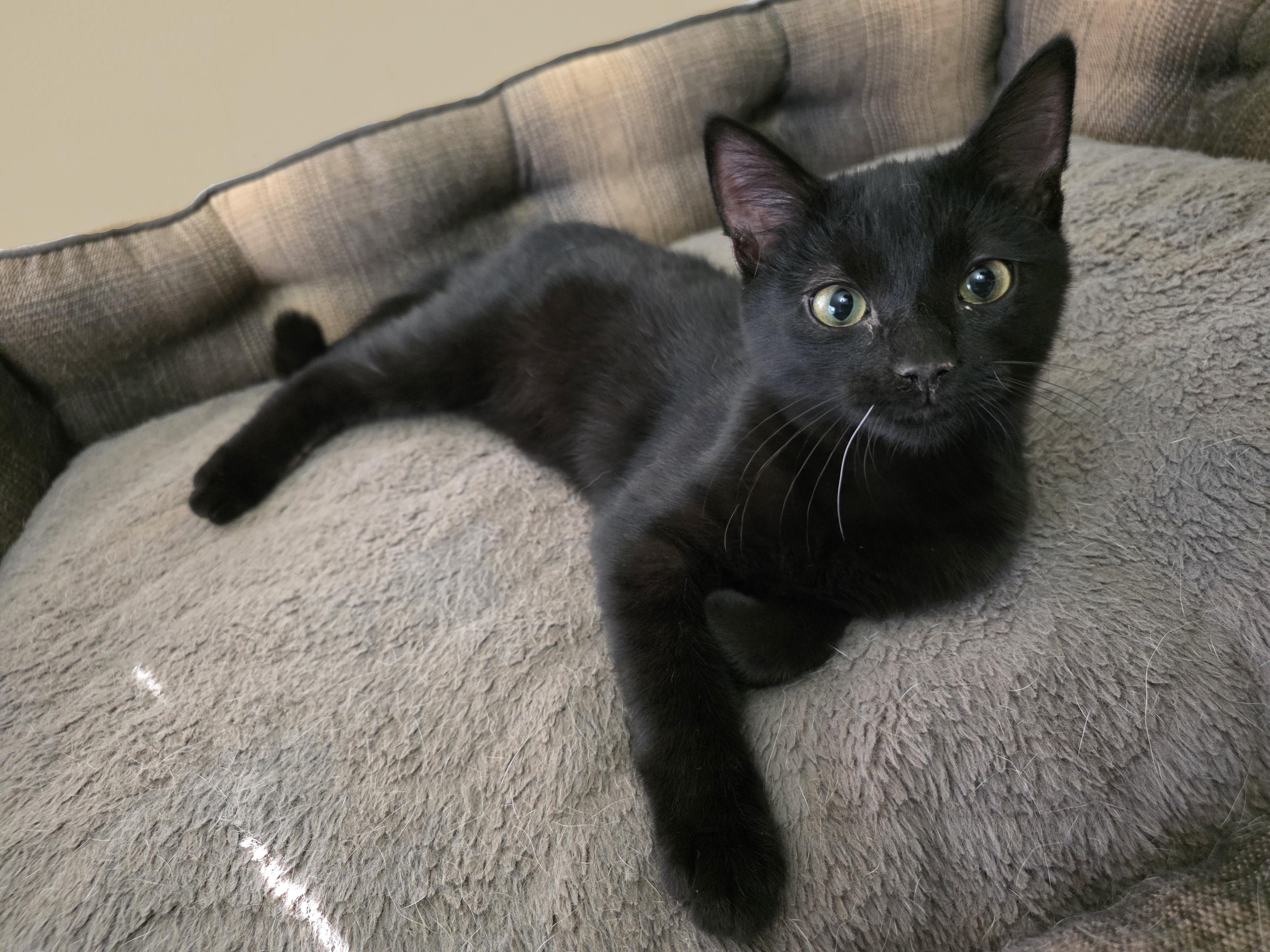 Enlarge Shadow & Ash, a Adoptable mixed breed in Plantsville, CT image 2/6