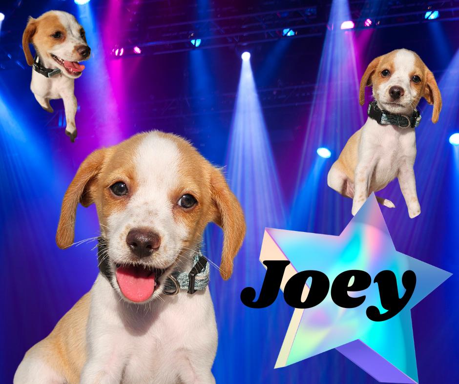 Joey F, adoptable, Puppy Male Chihuahua & Cocker Spaniel.