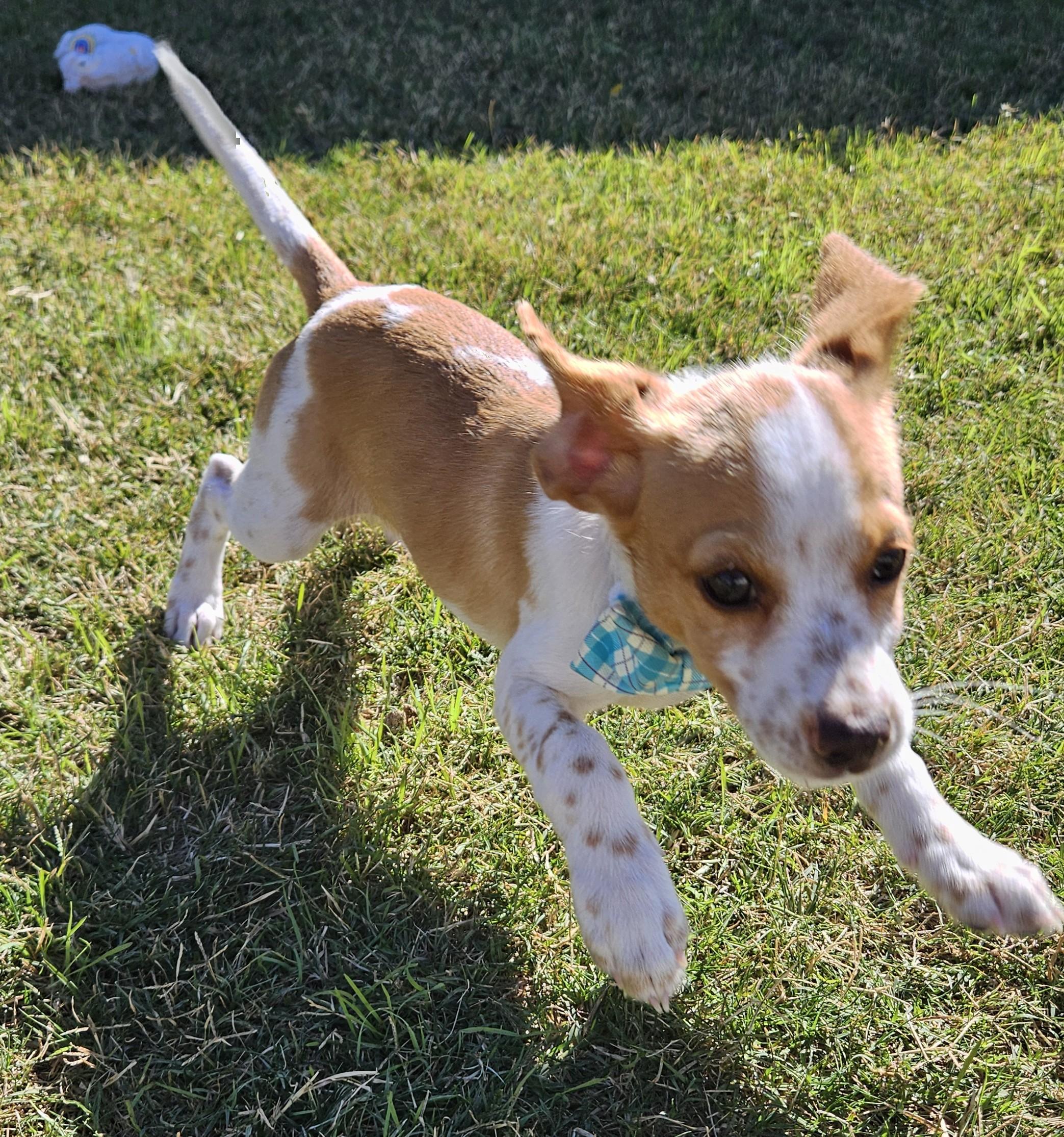 Joey F, an adoptable mixed breed in Austin, TX image 3/5