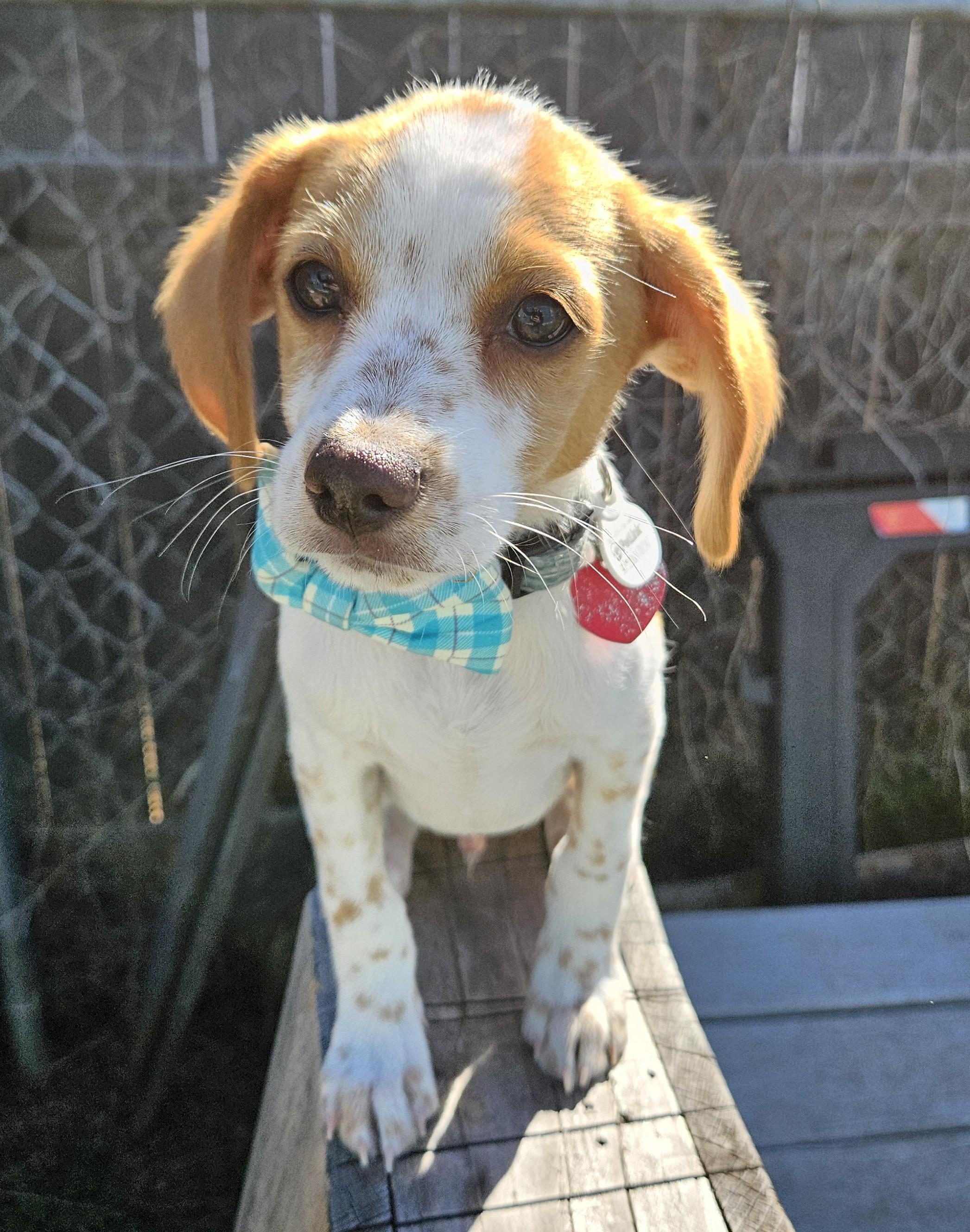 Joey F, an adoptable mixed breed in Austin, TX image 4/5