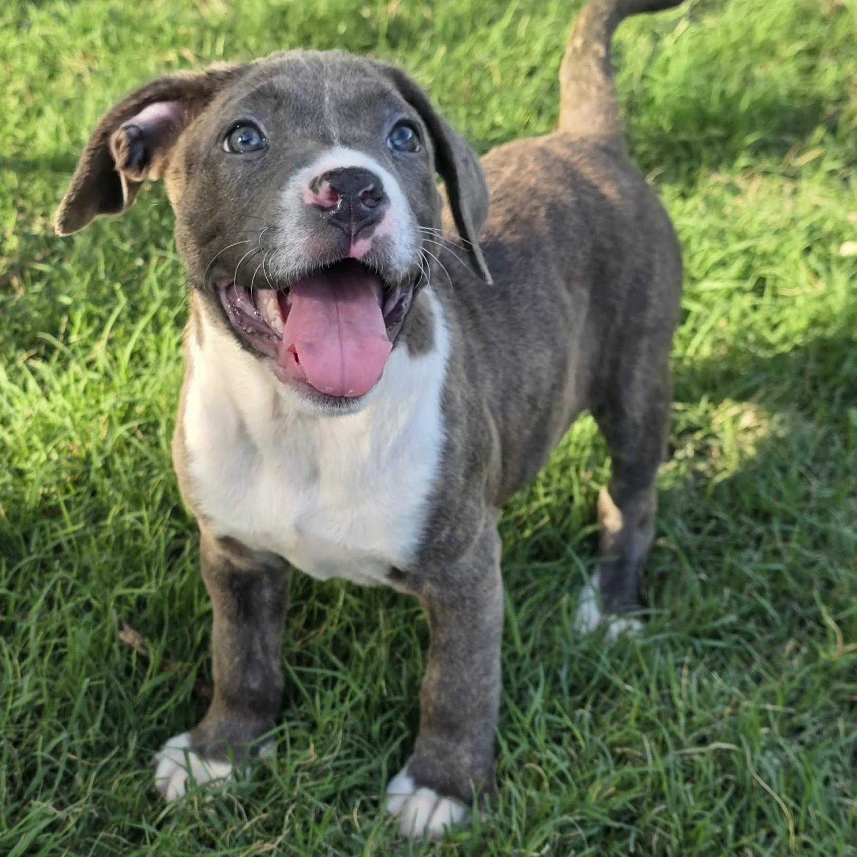 Enlarge Capri, an adopted mixed breed in Bryan, TX image 1/2