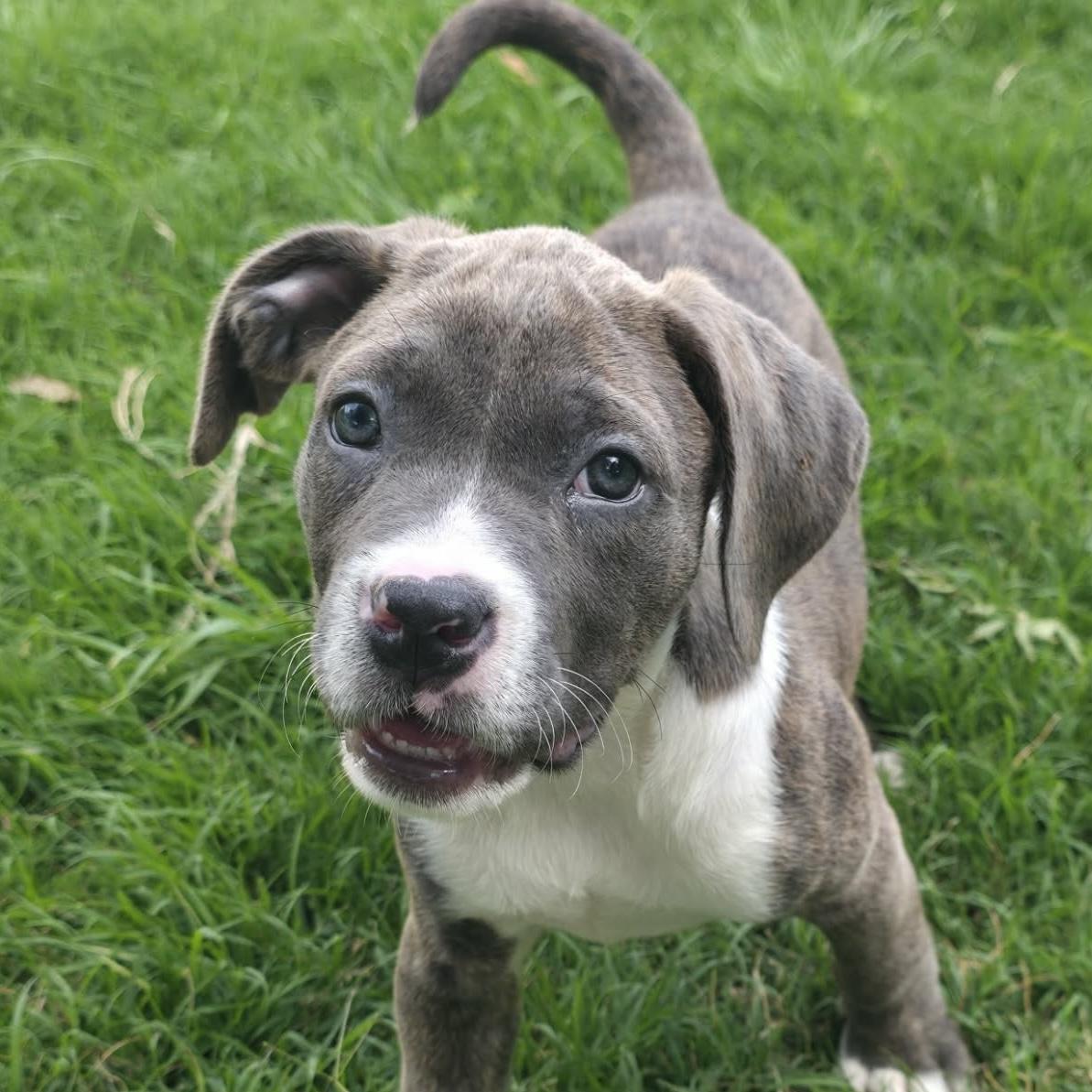 Enlarge Capri, an adopted mixed breed in Bryan, TX image 2/2
