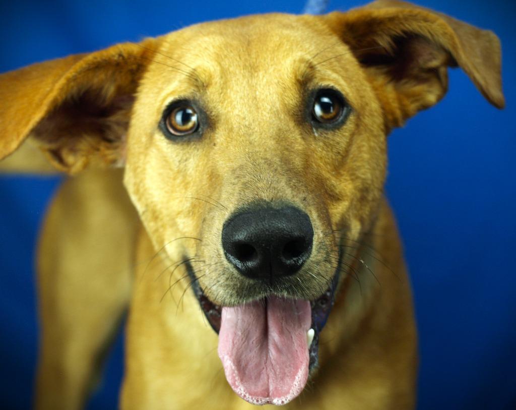 Badger, Adoptable, Young Male German Shepherd Dog & Mixed Breed.