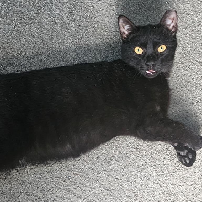 Coal, Adoptable, Adult Male Domestic Short Hair.