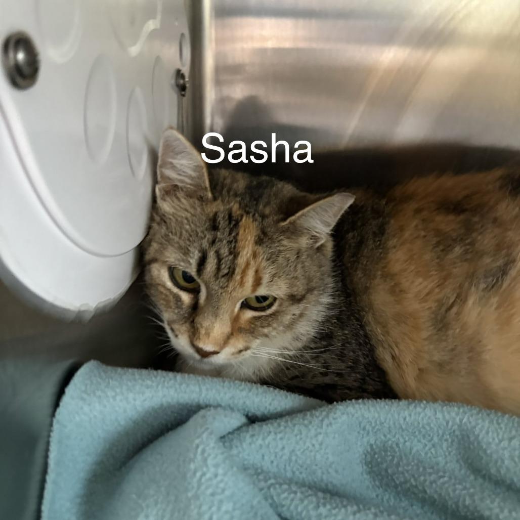 Sasha, Adoptable, Adult Female Domestic Short Hair.