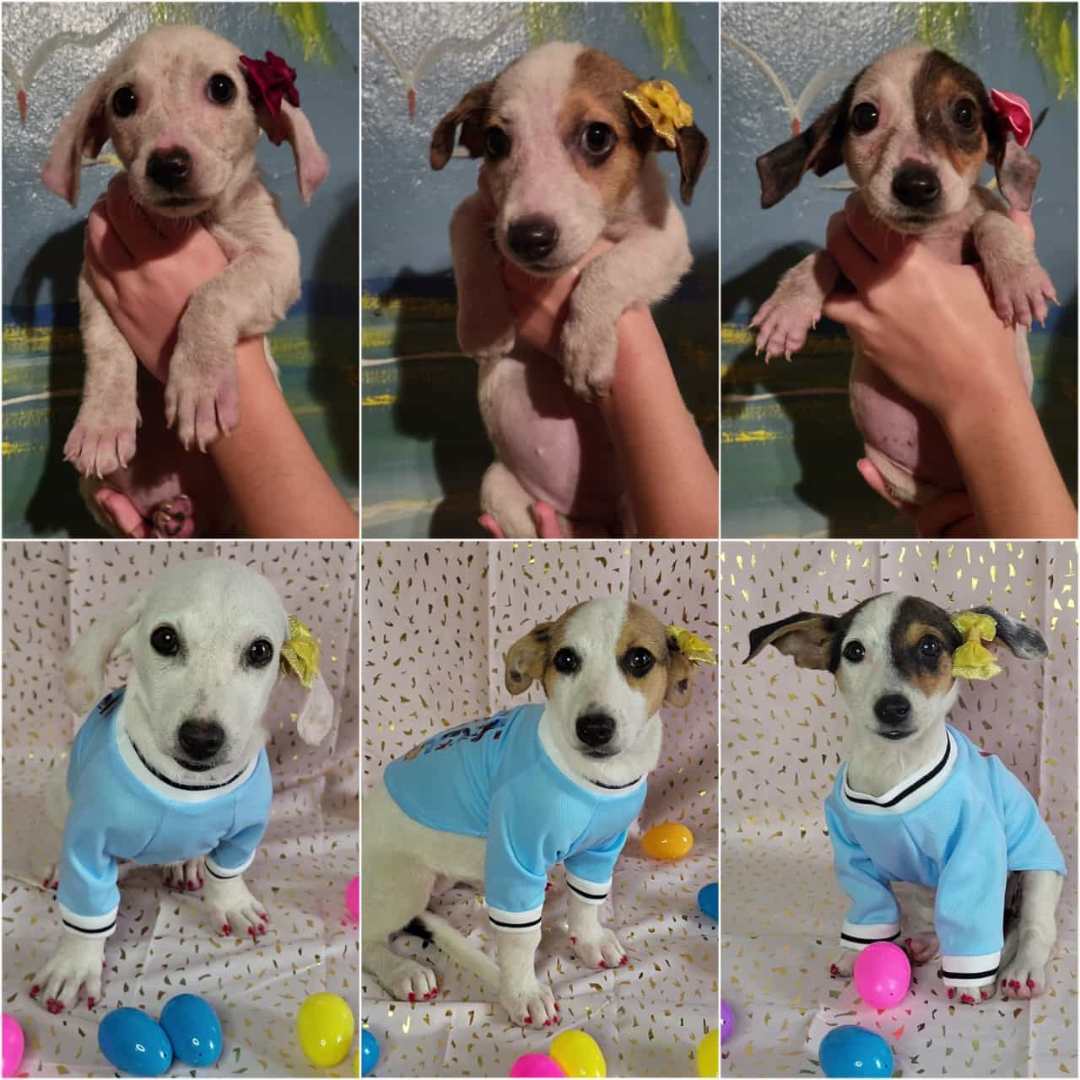 3, Adopted, Puppy Female Hound.