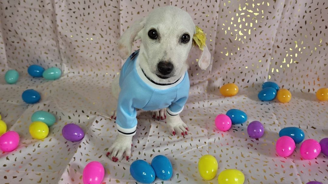 3, a Adopted mixed breed in Naranjito, PR image 2/12