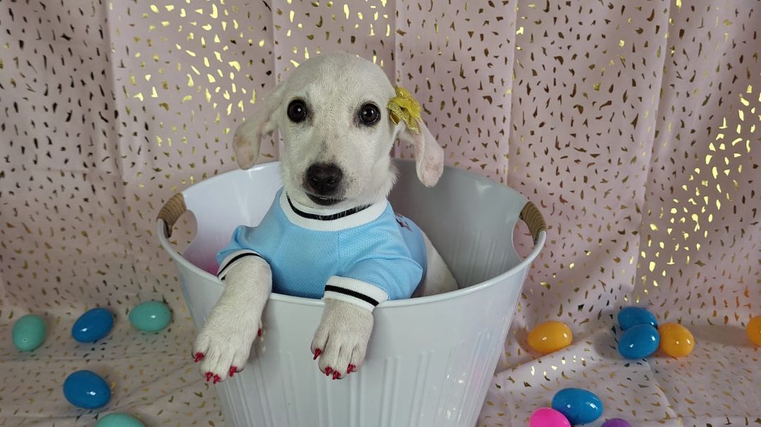 3, a Adopted mixed breed in Naranjito, PR image 3/12