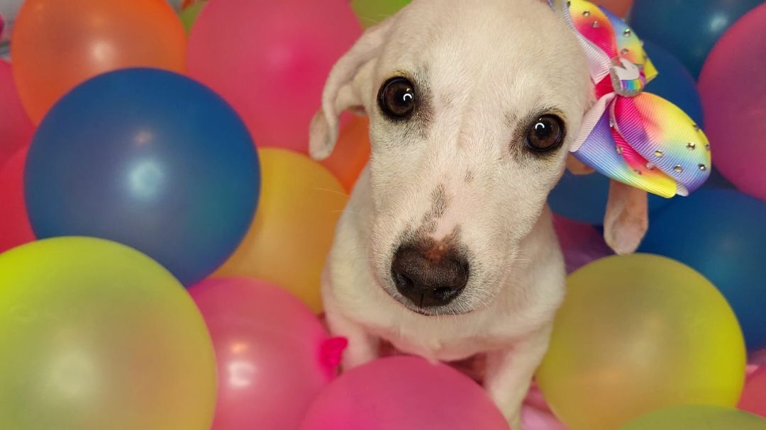 3, a Adopted mixed breed in Naranjito, PR image 4/12